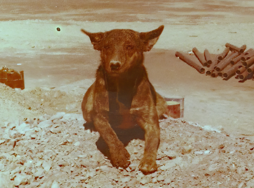 perrita escondida